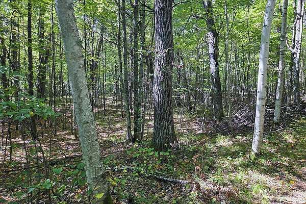 1.5 Acres of Residential Land for Sale in Tomahawk, Wisconsin