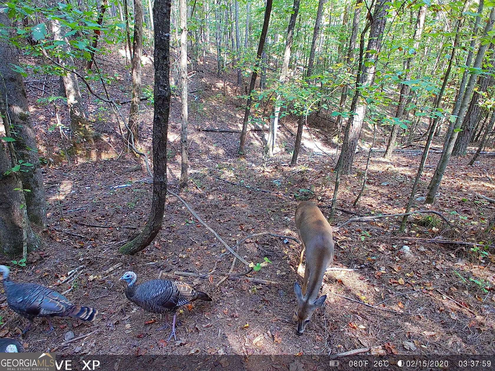 20 Acres of Recreational & Residential Land for Sale in Canton, Georgia