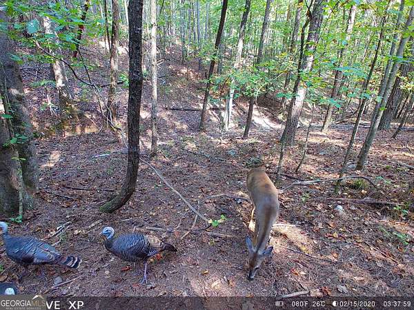 20 Acres of Recreational & Residential Land for Sale in Canton, Georgia
