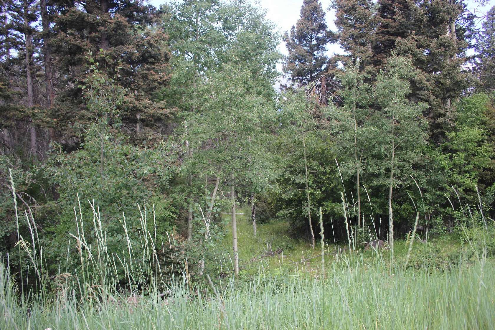 23.9 Acres of Recreational & Residential Land for Sale in Black Lake, New Mexico