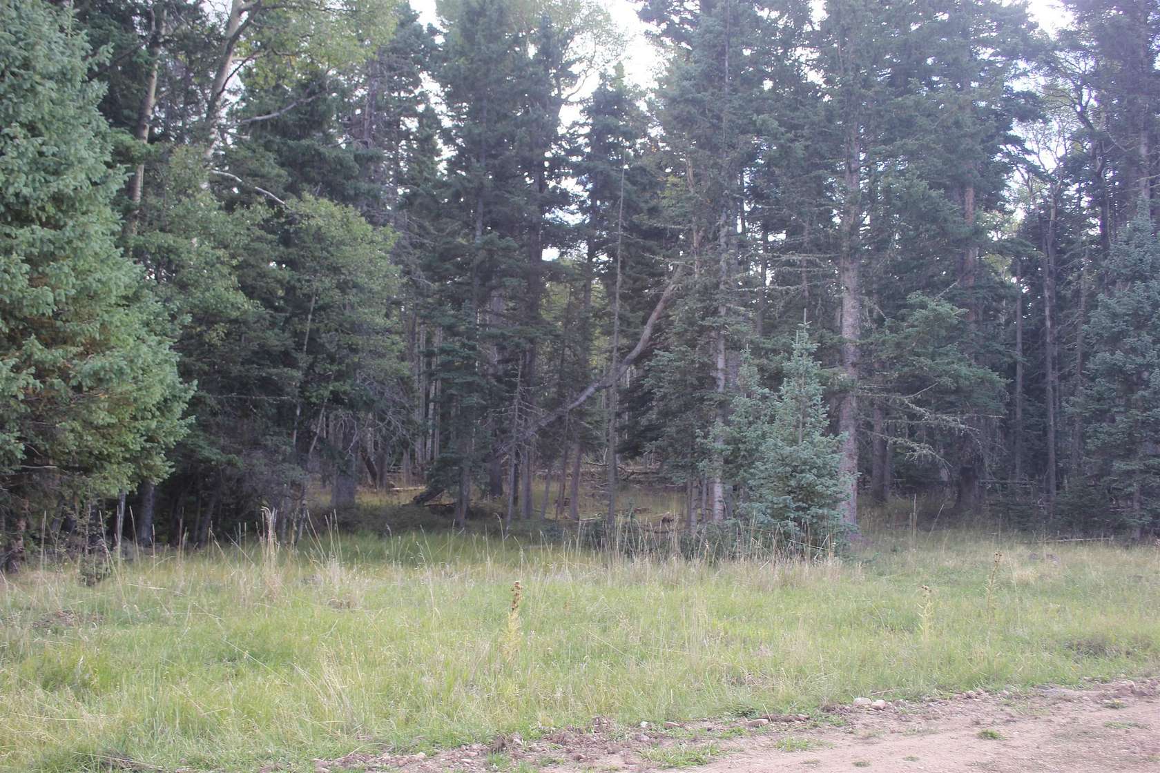 19.5 Acres of Land for Sale in Black Lake, New Mexico