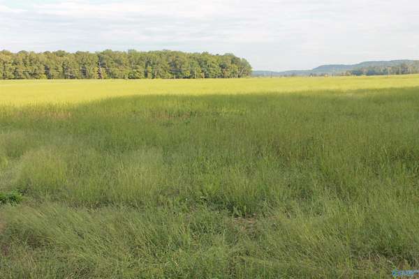 40 Acres of Land for Sale in Falkville, Alabama