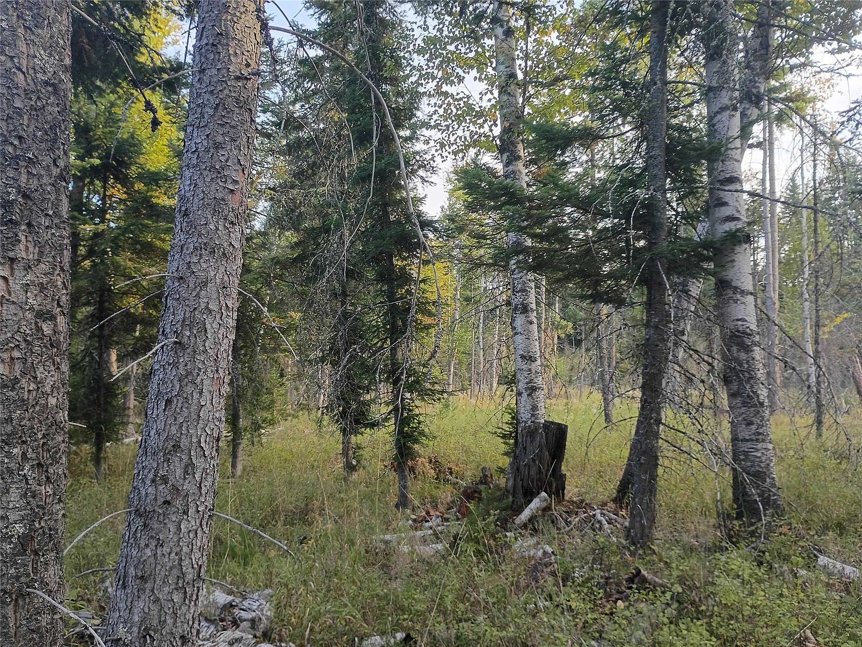 19 Acres of Land for Sale in Kalispell, Montana