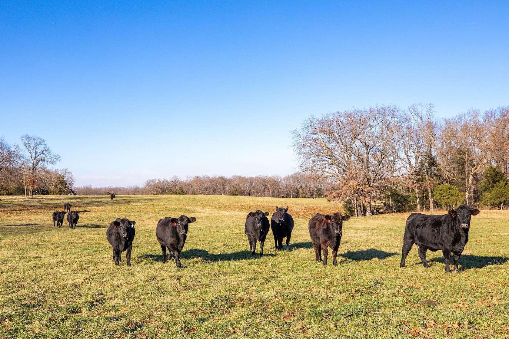 241 Acres of Land for Sale in Oakgrove, Arkansas