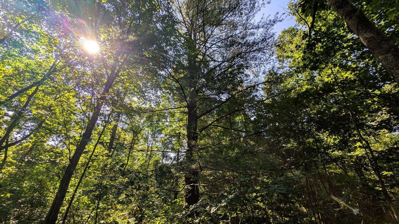 66.7 Acres of Recreational & Residential Land for Sale in Chesterhill, Ohio