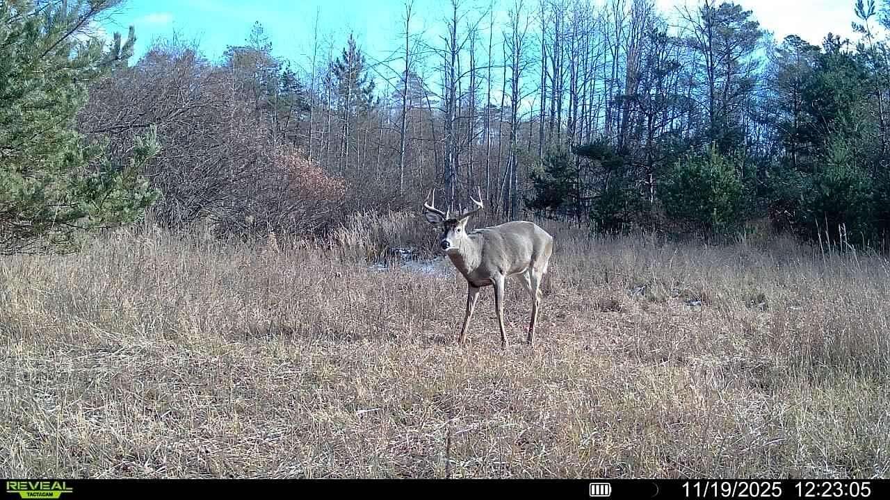 40 Acres of Recreational Land for Sale in Wolverine, Michigan