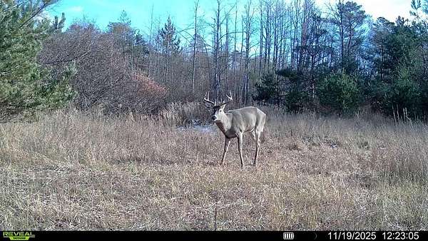 40 Acres of Recreational Land for Sale in Wolverine, Michigan