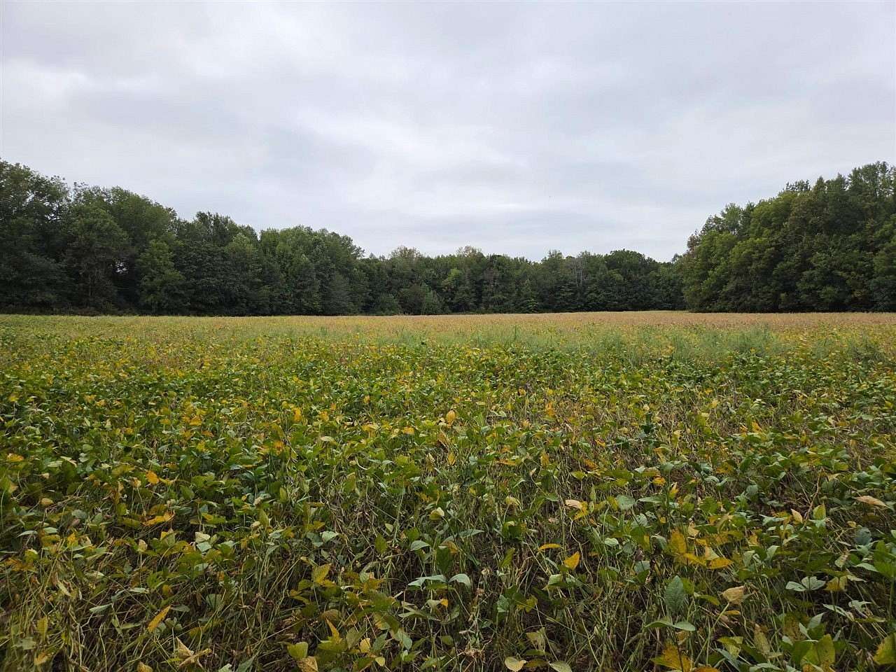 51.5 Acres of Land for Sale in Smiths Grove, Kentucky