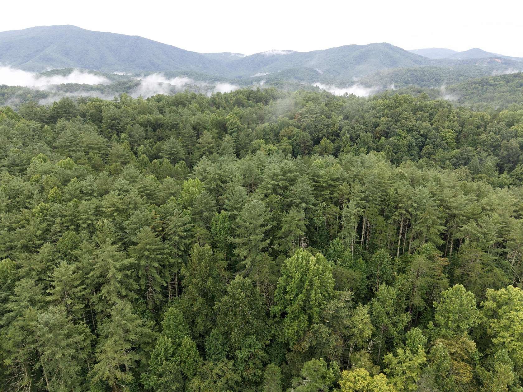 72 Acres of Recreational Land for Sale in Del Rio, Tennessee