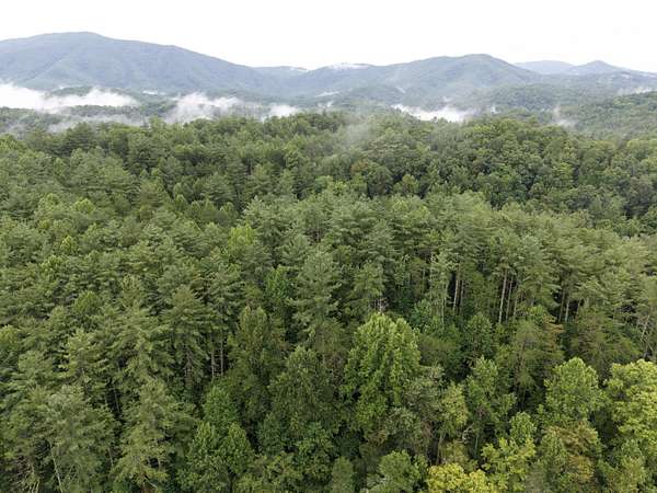 72 Acres of Recreational Land for Sale in Del Rio, Tennessee