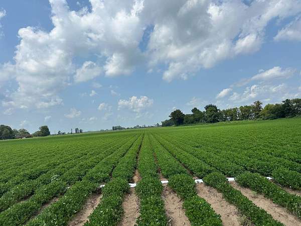 240 Acres of Agricultural Land for Sale in Greenway, Arkansas