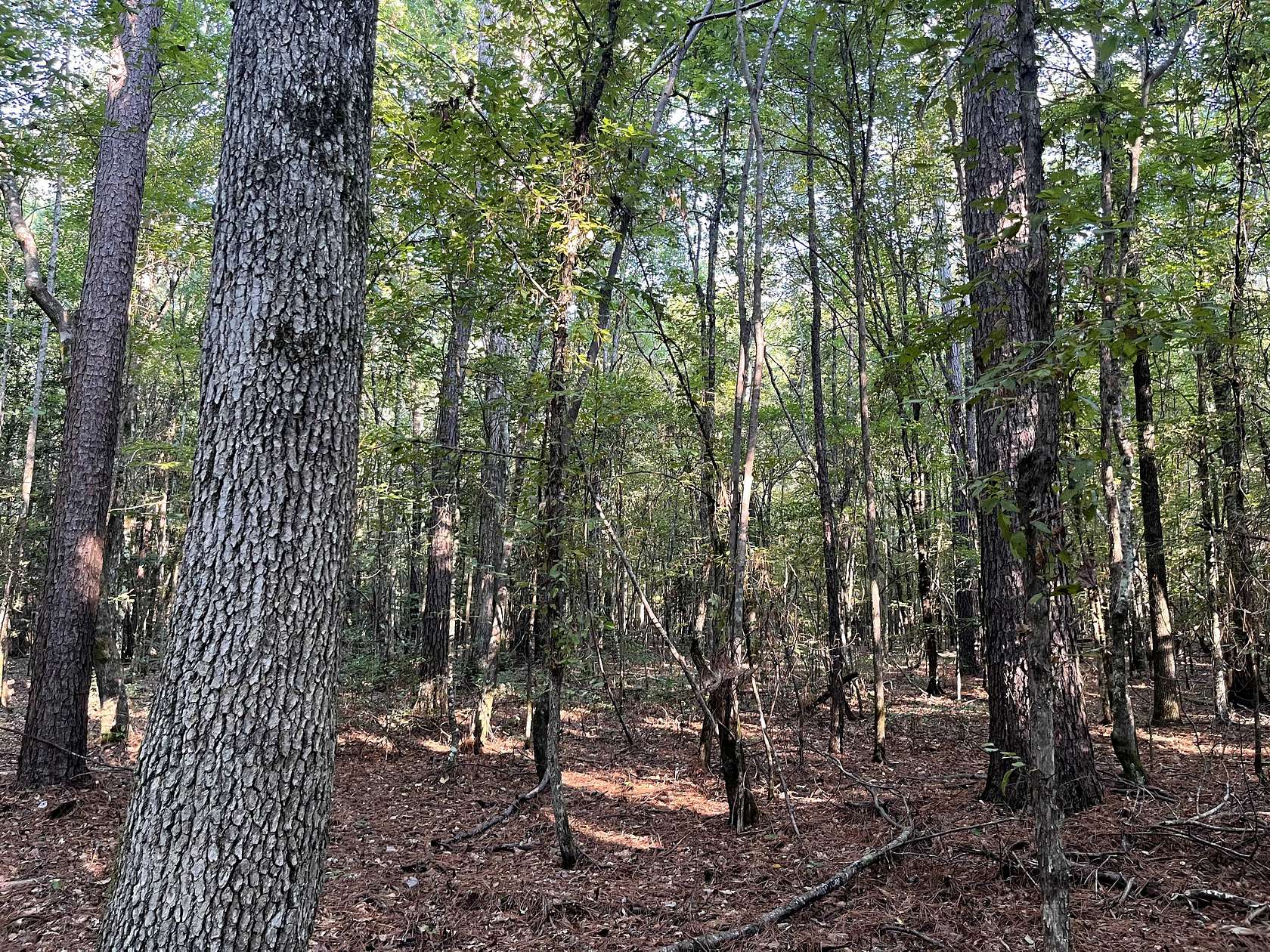 33.2 Acres of Land for Sale in Emerson, Arkansas