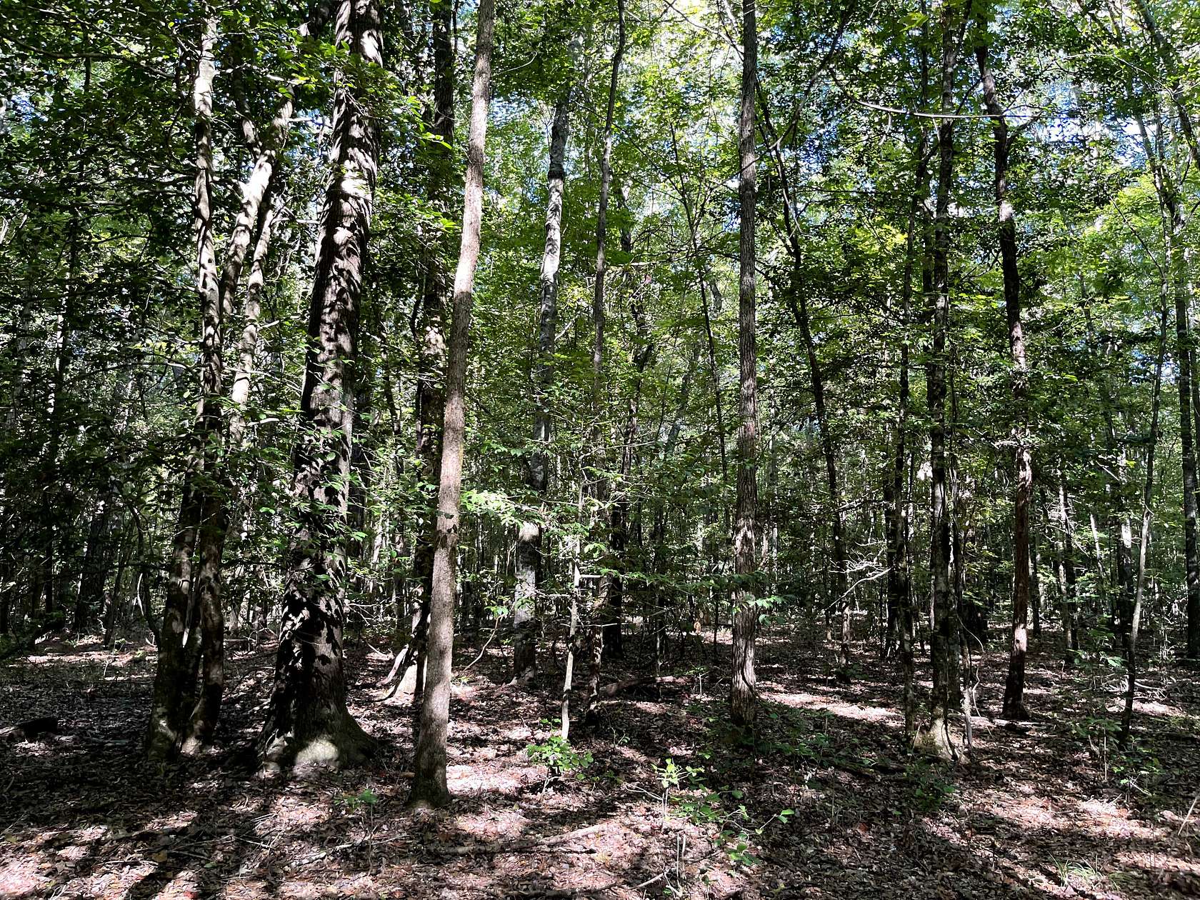 45 Acres of Land for Sale in Emerson, Arkansas