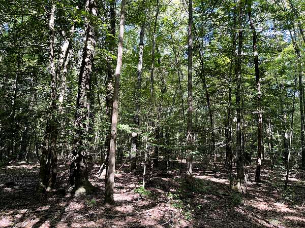 45 Acres of Land for Sale in Emerson, Arkansas