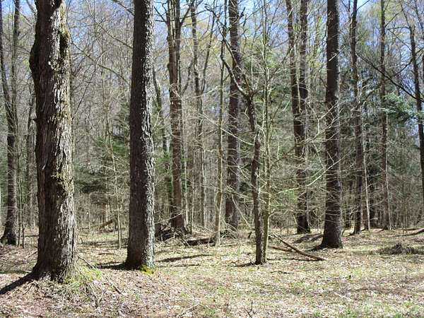 50 Acres of Recreational Land for Sale in Cyclone, Pennsylvania