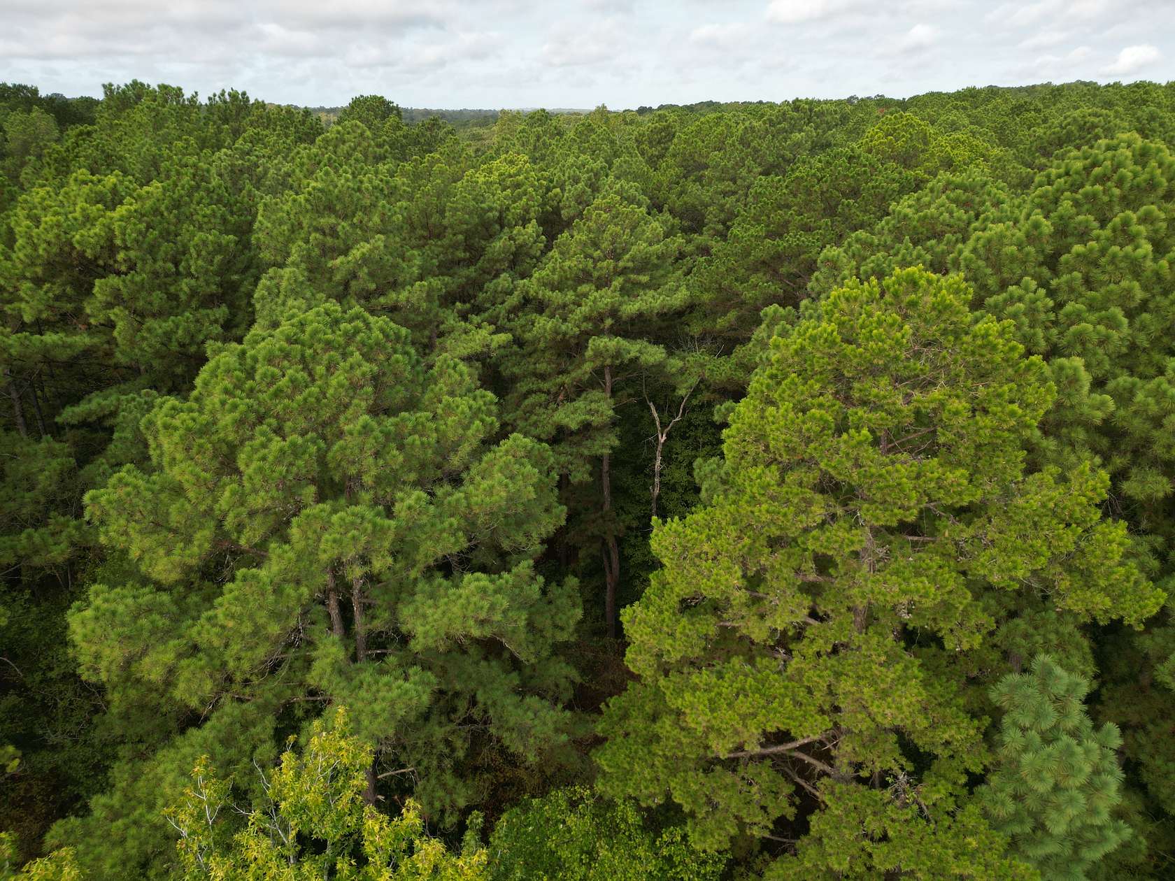 76.1 Acres of Land for Sale in Gladewater, Texas