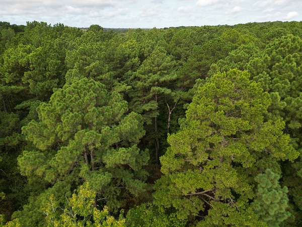 76.1 Acres of Land for Sale in Gladewater, Texas