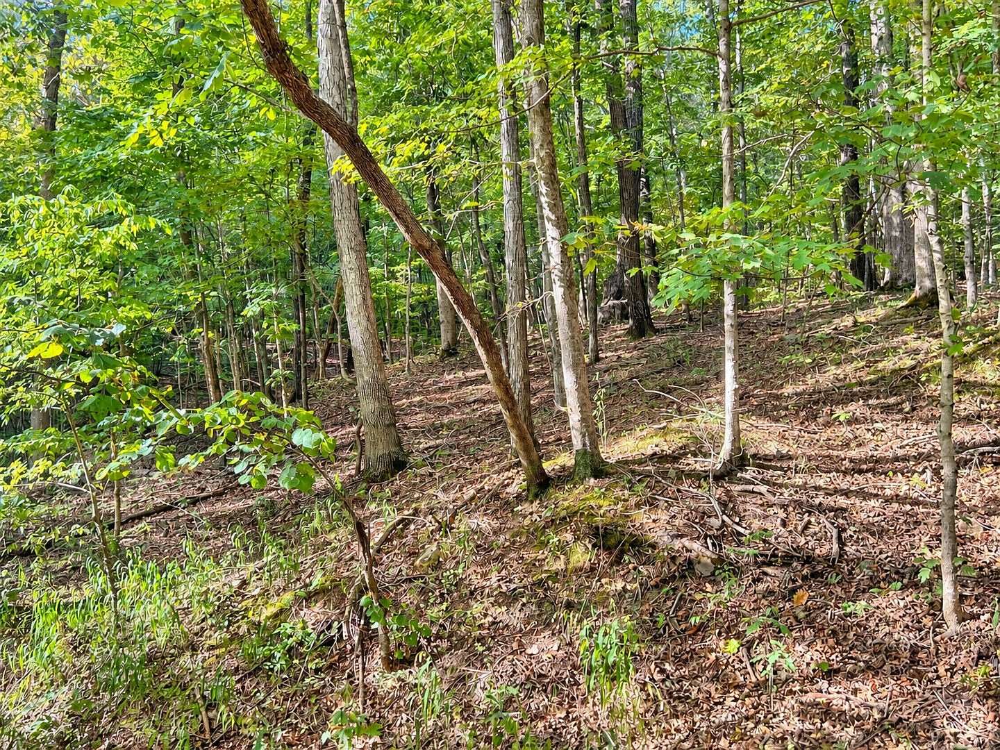 20.3 Acres of Recreational Land for Sale in Golconda, Illinois
