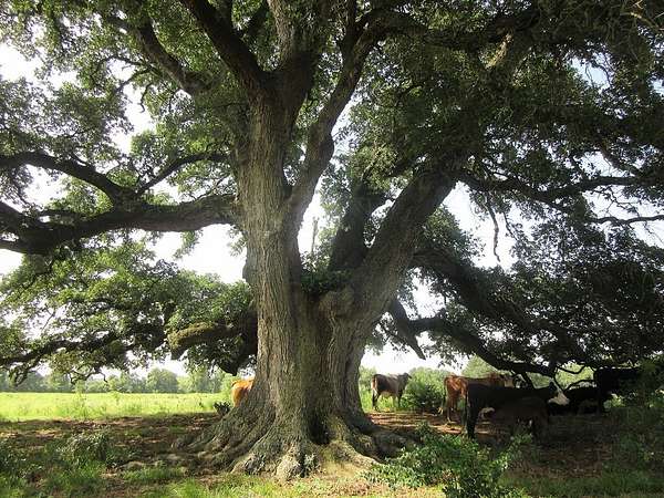 175 Acres of Land for Sale in Brenham, Texas