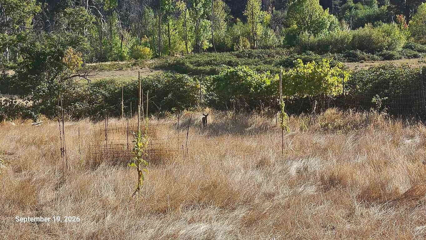 8.2 Acres of Agricultural Land for Sale in Happy Camp, California