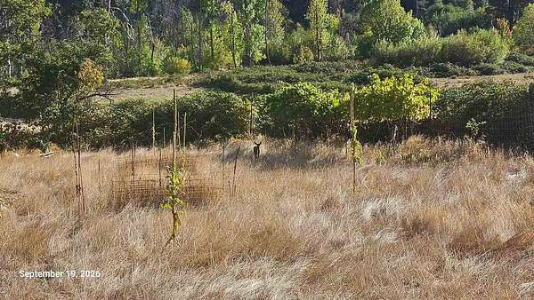 8.2 Acres of Agricultural Land for Sale in Happy Camp, California