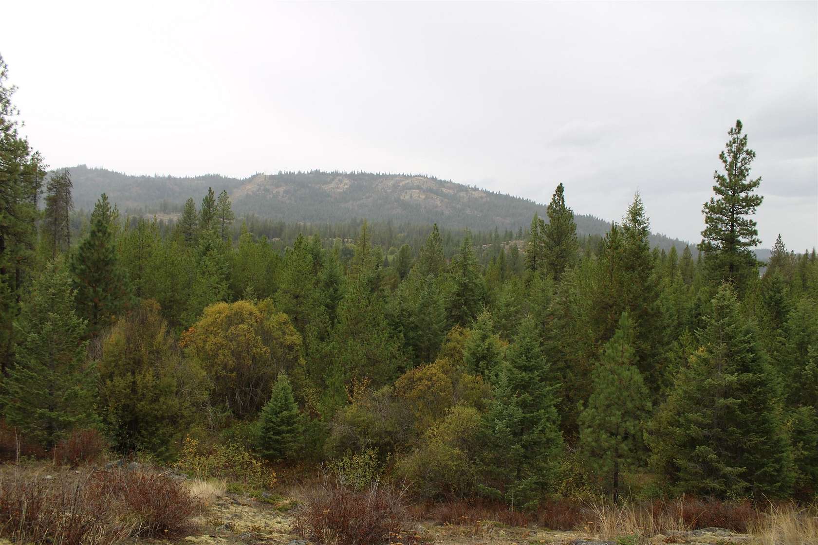 10 Acres of Land for Sale in Newport, Washington