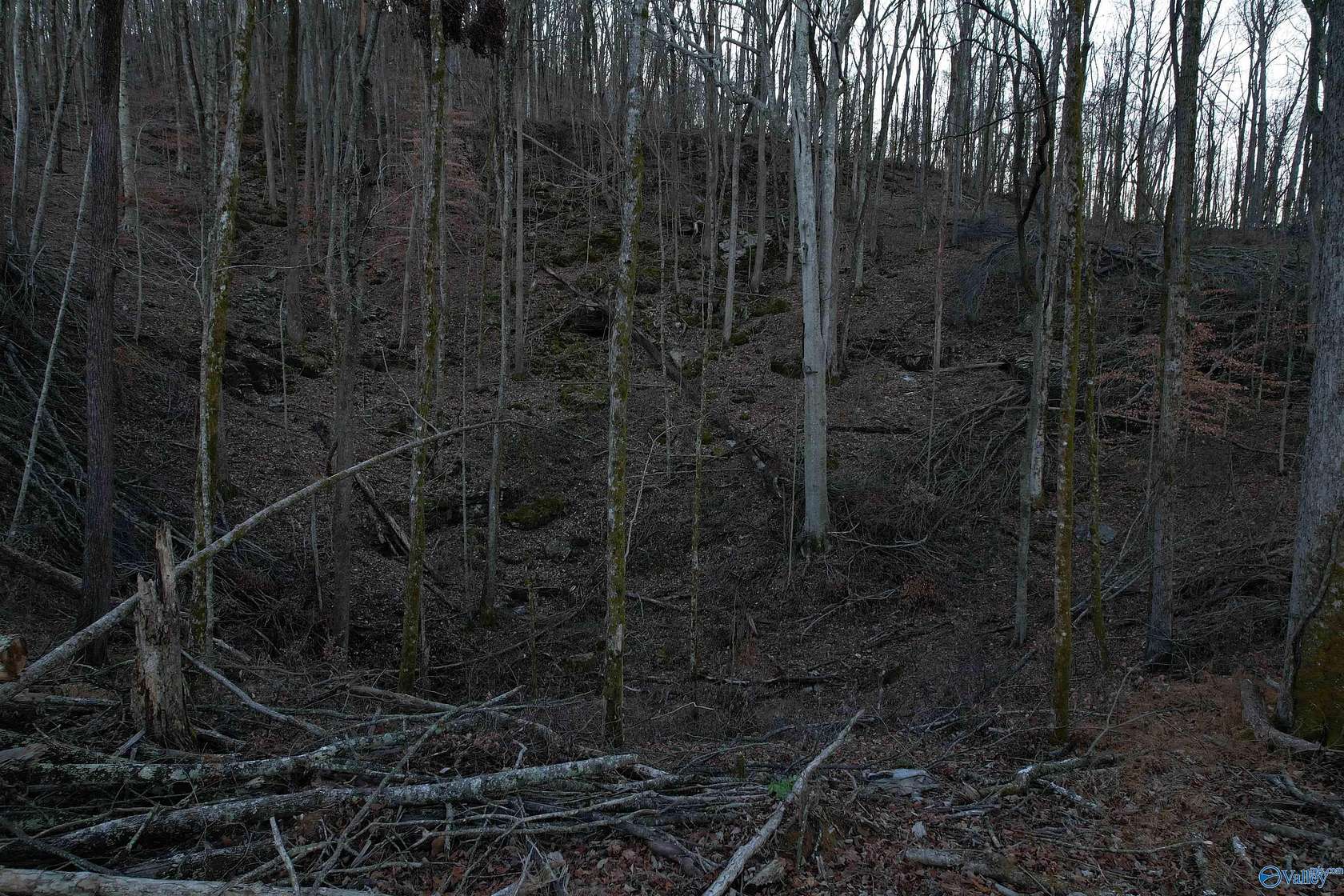 100 Acres of Recreational Land for Sale in Hollytree, Alabama