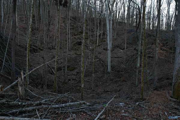 100 Acres of Recreational Land for Sale in Hollytree, Alabama