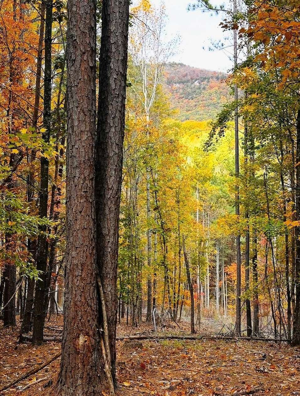 26.4 Acres of Agricultural & Residential Land for Sale in Natural Bridge, Virginia