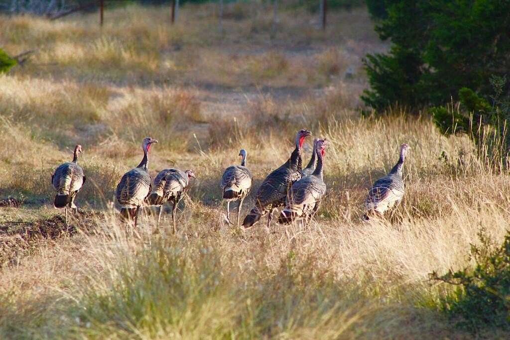56.1 Acres of Land for Sale in Mountain Home, Texas