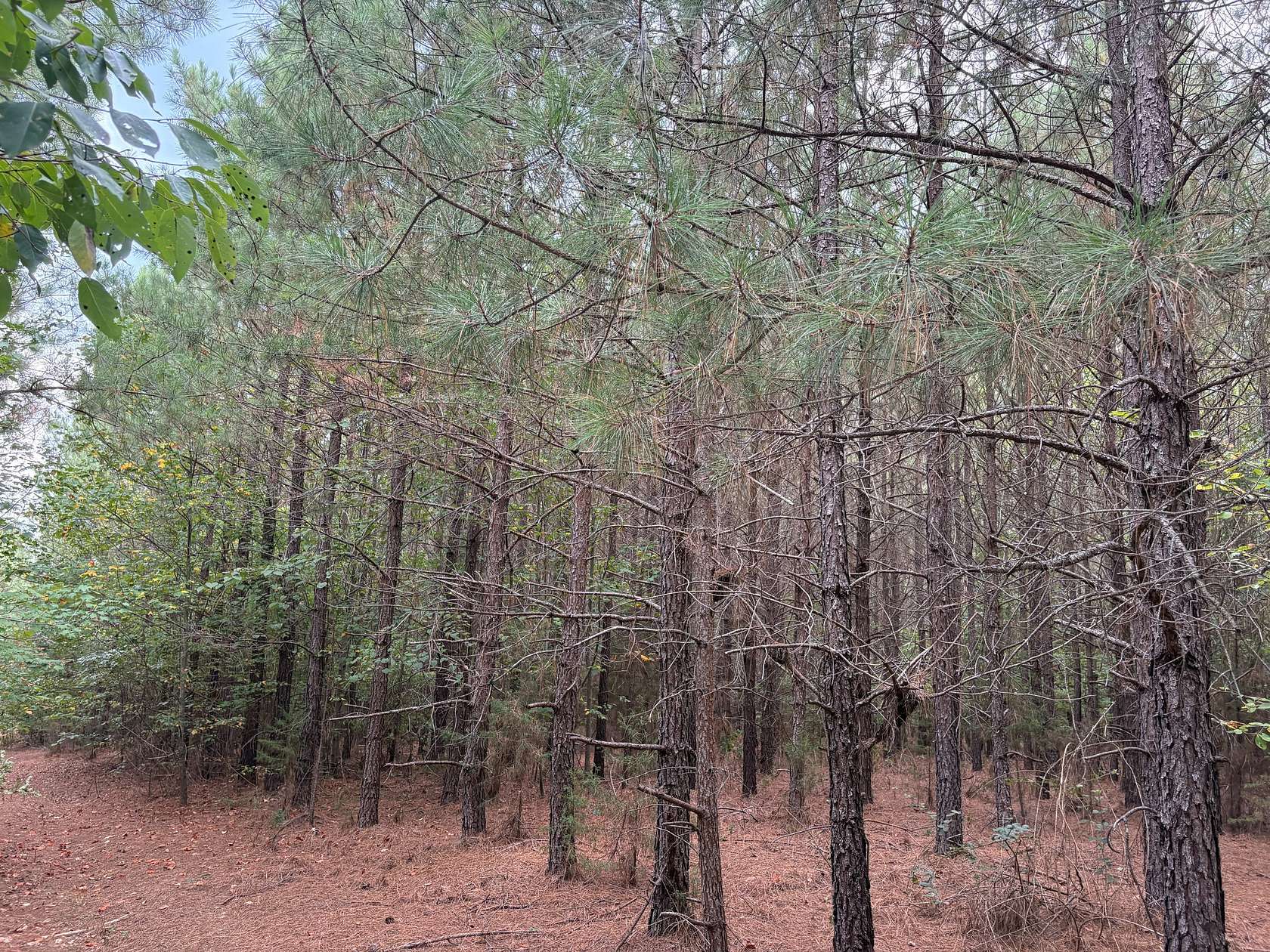 540 Acres of Recreational Land for Sale in Drakes Branch, Virginia