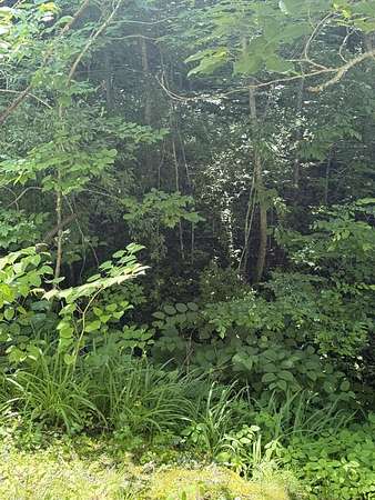 15.4 Acres of Recreational & Residential Land for Sale in McDowell, Kentucky
