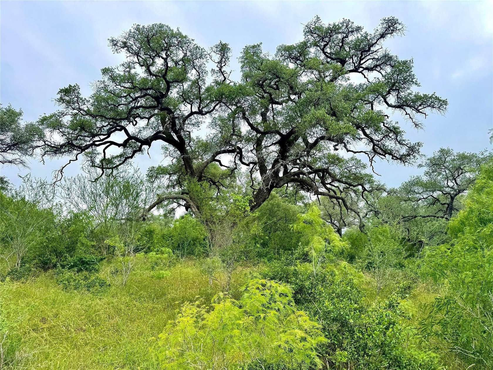 10.4 Acres of Land for Sale in Smiley, Texas