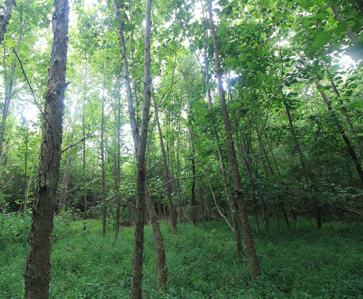 16.9 Acres of Land for Sale in Reidsville, North Carolina