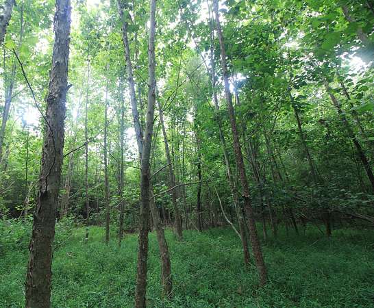 16.9 Acres of Land for Sale in Reidsville, North Carolina