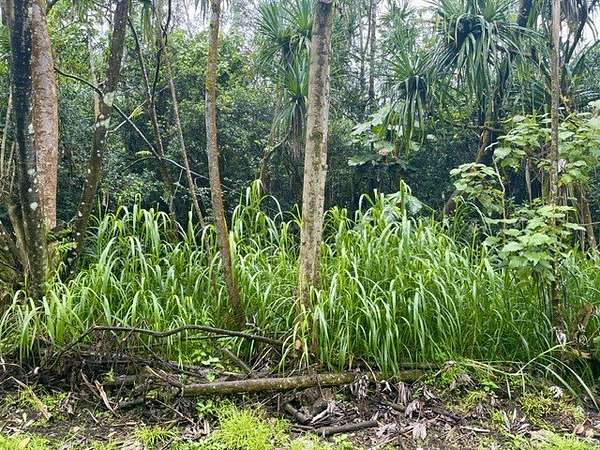 0.28 Acres of Residential Land for Sale in Pahoa, Hawaii