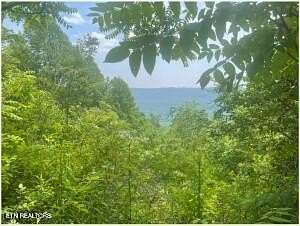80.4 Acres of Land for Sale in Newcomb, Tennessee