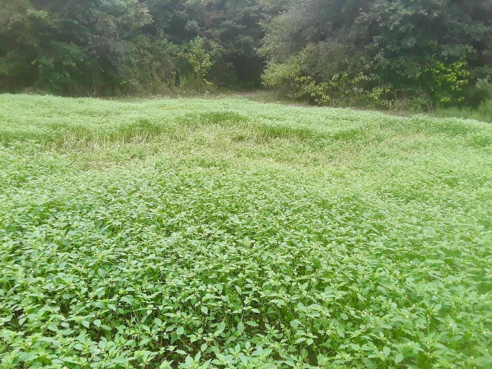 126 Acres of Recreational Land for Sale in Avery, Texas