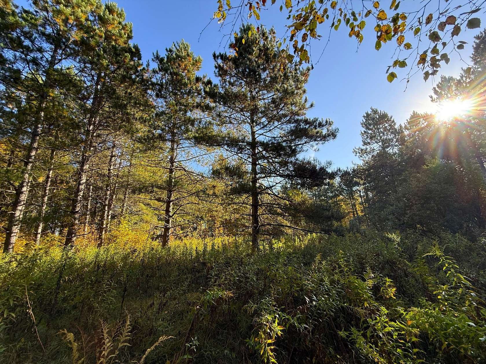 22.5 Acres of Recreational Land for Sale in Palisade, Minnesota