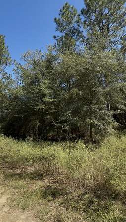 0.23 Acres of Residential Land for Sale in Williston Highlands, Florida