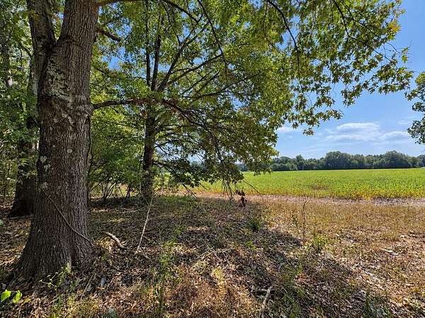 50 Acres of Land for Sale in Sardis, Mississippi