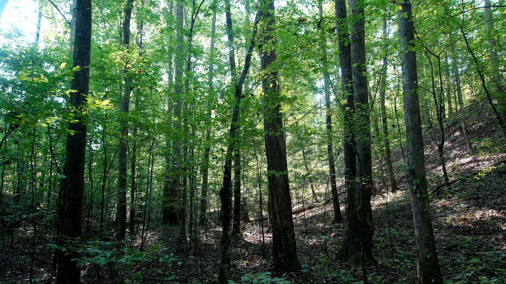 115 Acres of Recreational Land for Sale in Cherokee, Alabama