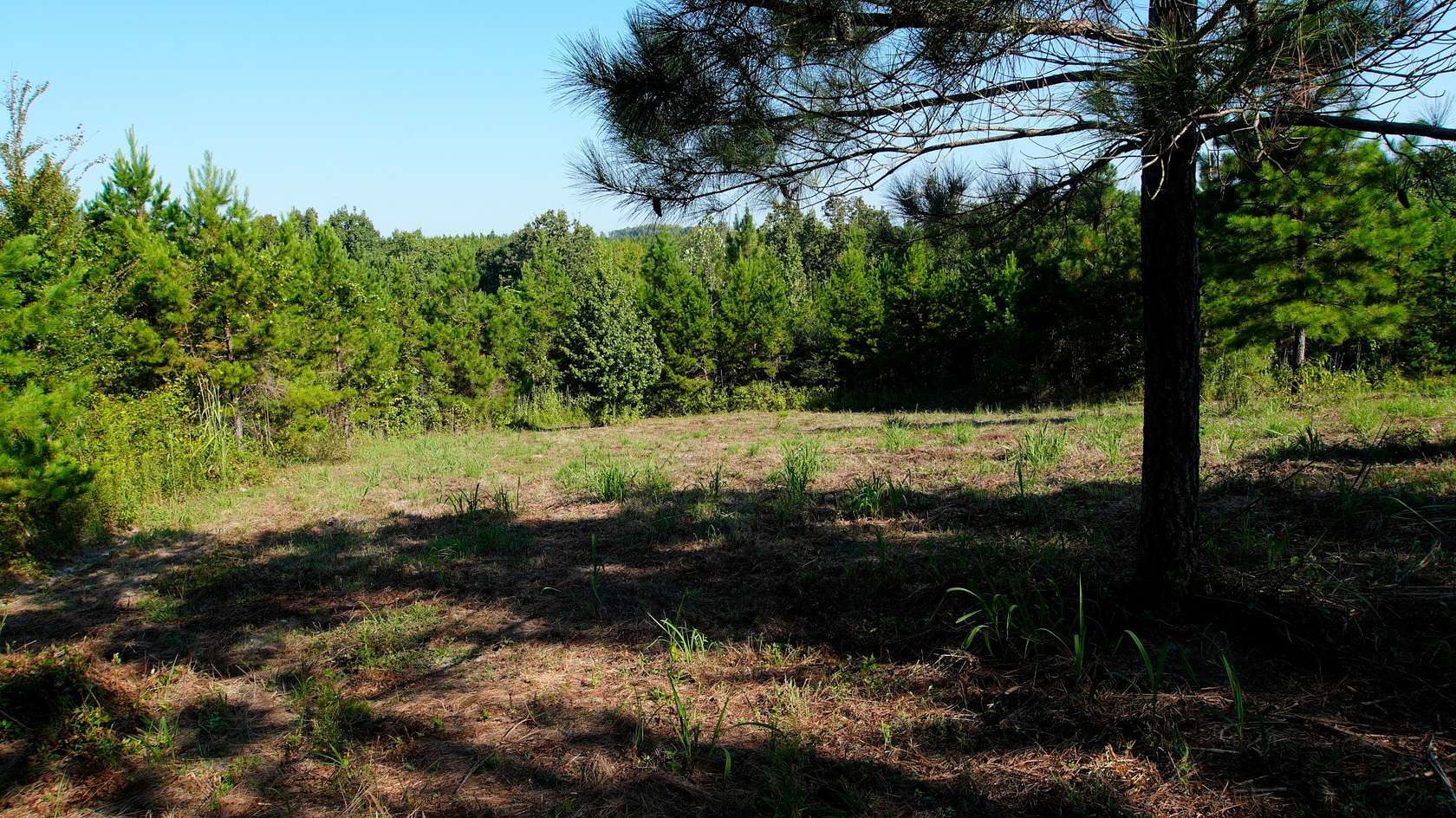 125 Acres of Recreational Land for Sale in Cherokee, Alabama
