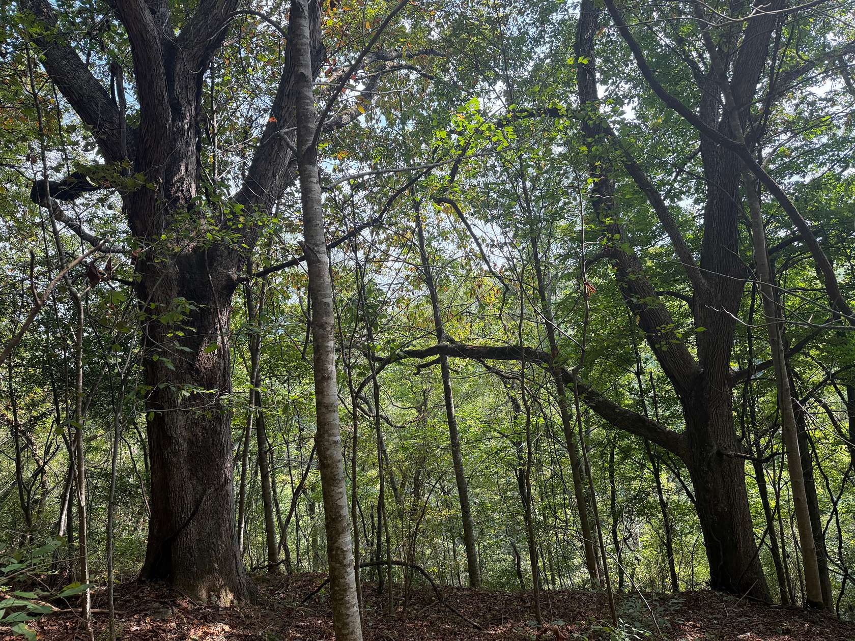 17.3 Acres of Land for Sale in Glade Spring, Virginia