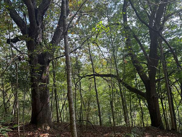 17.3 Acres of Land for Sale in Glade Spring, Virginia