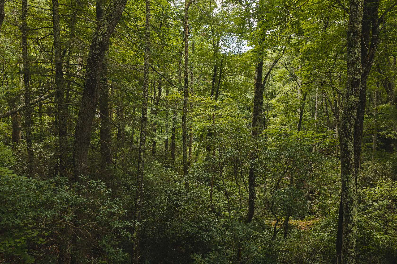 6.43 Acres of Agricultural Land for Auction in Marion, North Carolina
