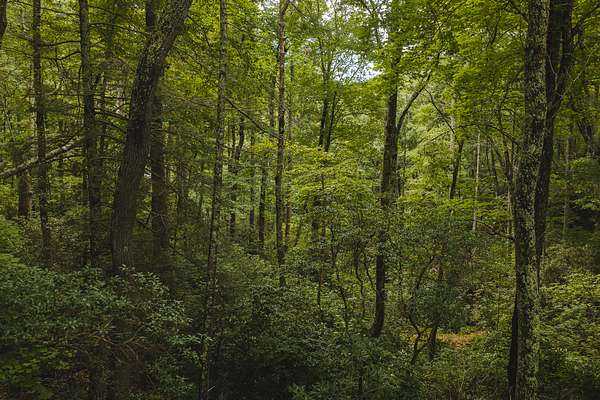 6.43 Acres of Agricultural Land for Auction in Marion, North Carolina