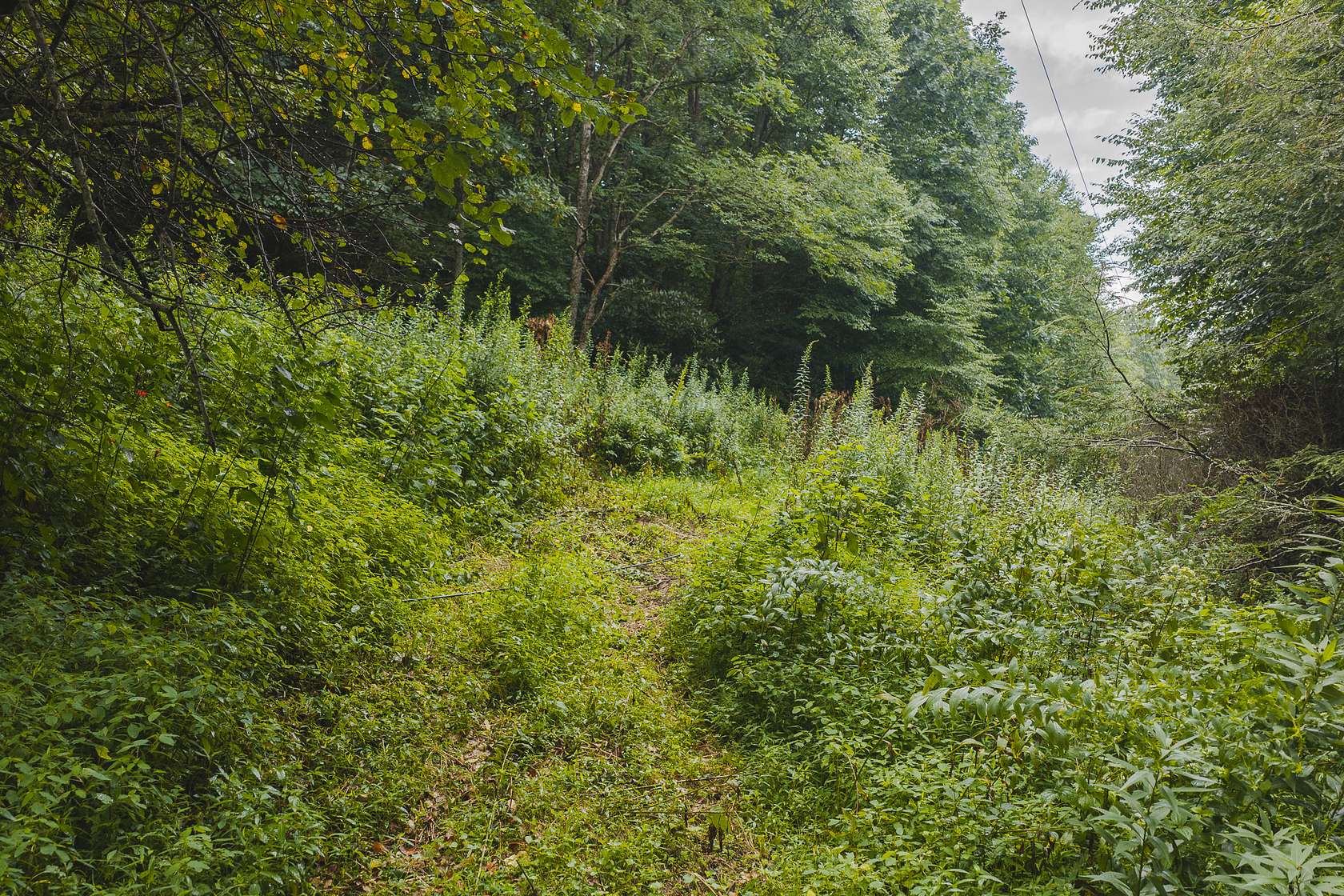 2.63 Acres of Land for Auction in Newland, North Carolina