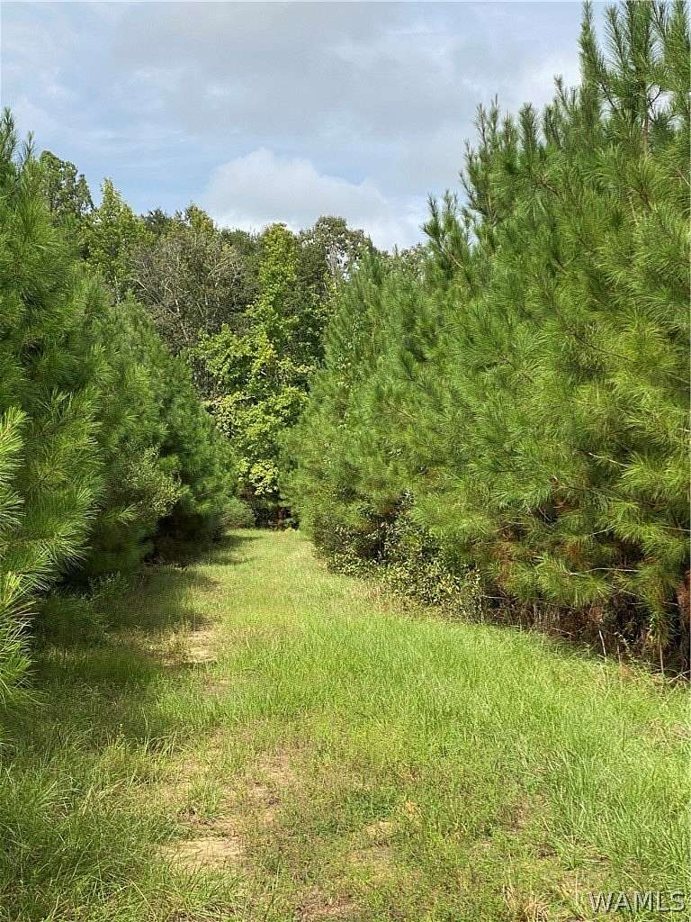 240 Acres of Land for Sale in Gallion, Alabama