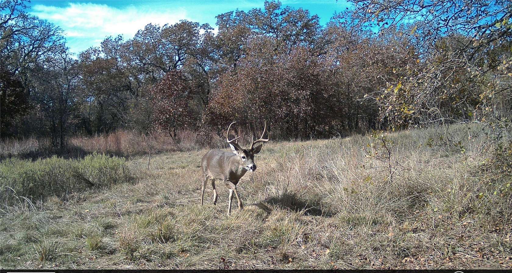 20 Acres of Land for Sale in Perrin, Texas